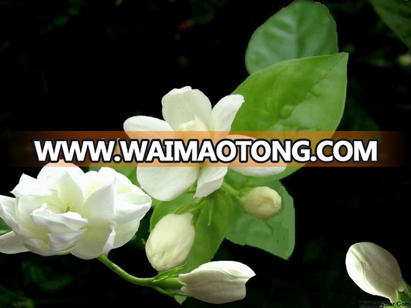 Jasmine essential oil for Skin Care