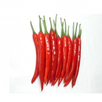 Wholesale Dried Chilli Peppers Chili Pepper Whole Factory Supply Red Chili