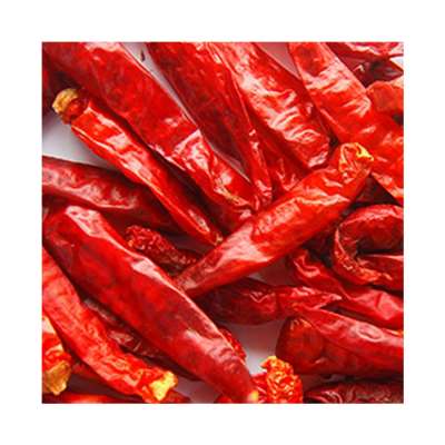 Factory Supply Spices Super Hot Spicy Chili Pepper Red Chili Exporters